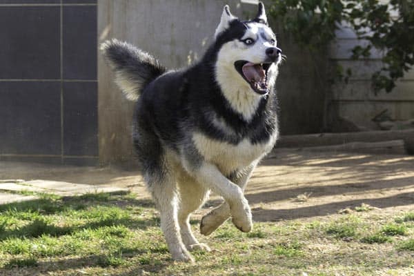 how fast can a husky jog