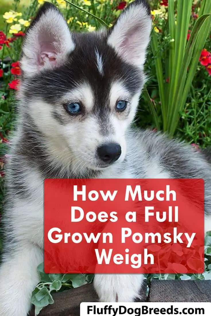 How Much Does a Full Grown Pomsky Weigh